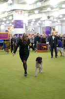 German Wirehaired Pointers