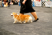 BOB Dogs