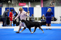 Greater Swiss Mountain Dog