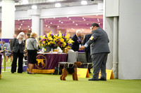 Welsh Terriers