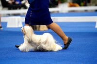 Lhasa Apso