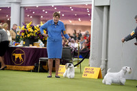 Sealyham Terriers