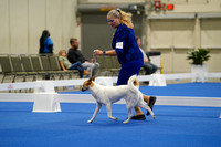 Canaan Dog