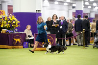 Cardigan Welsh Corgis