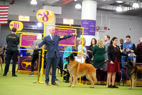 Belgian Tervuren