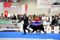 Tibetan Mastiffs