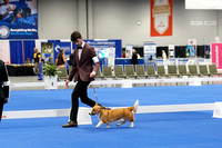 Cardigan Welsh Corgi