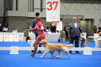 Golden Retrievers- Partial