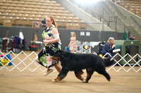 Bernese Mountain Dog