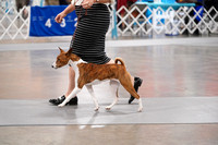 Basenji