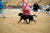 Flat-Coated Retriever