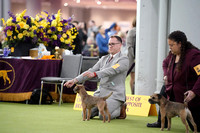 Border Terriers