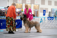 Briard