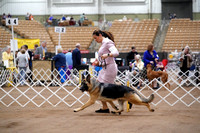 German Shepherd Dog