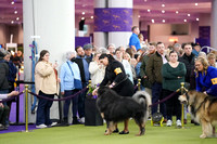 Tibetan Mastiff