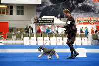 Miniature Schnauzers