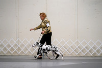 Dalmatians