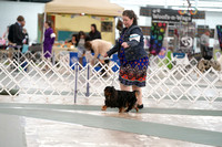 English Toy Spaniel
