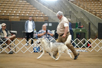 Siberian Husky B O B