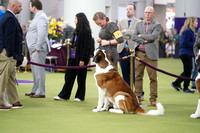 Saint Bernard