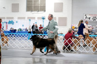 Belgian Tervuren