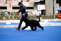 Bergamasco Sheepdog