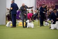 West Highland White Terriers