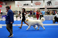 Great Pyrenees