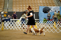 Basset Hounds