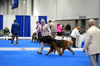 Leonberger