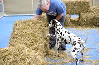 Barn Hunt