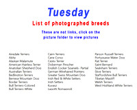 Tuesday-photos