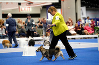 Swedish Vallhund