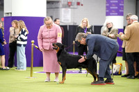 Beaucerons