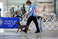American Hairless Terriers