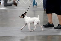 Toy Fox Terrier National