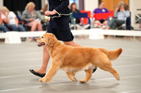 Photos of 608 GCH CH EVENING STAR'S JUST FOR THE HALIBUT