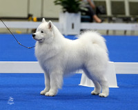 Samoyeds BOB