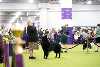 Belgian Sheepdogs